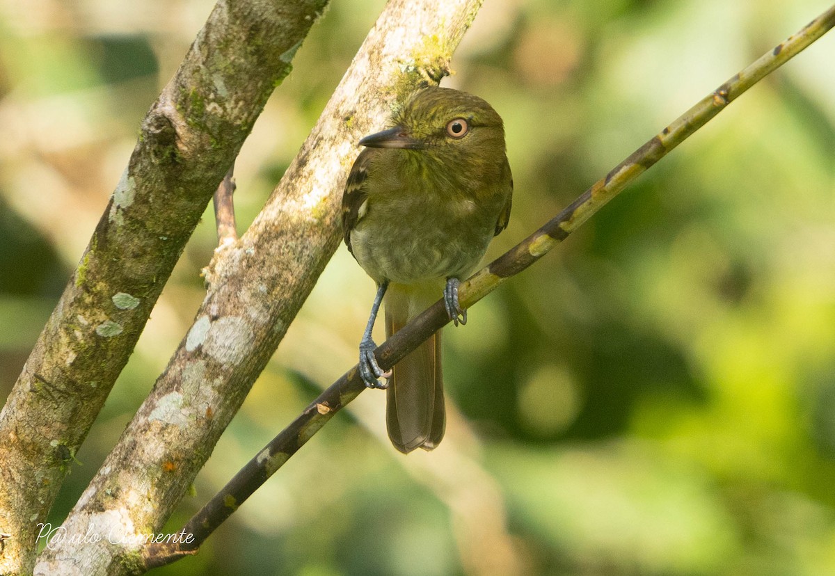 Bright-rumped Attila - ML633701258