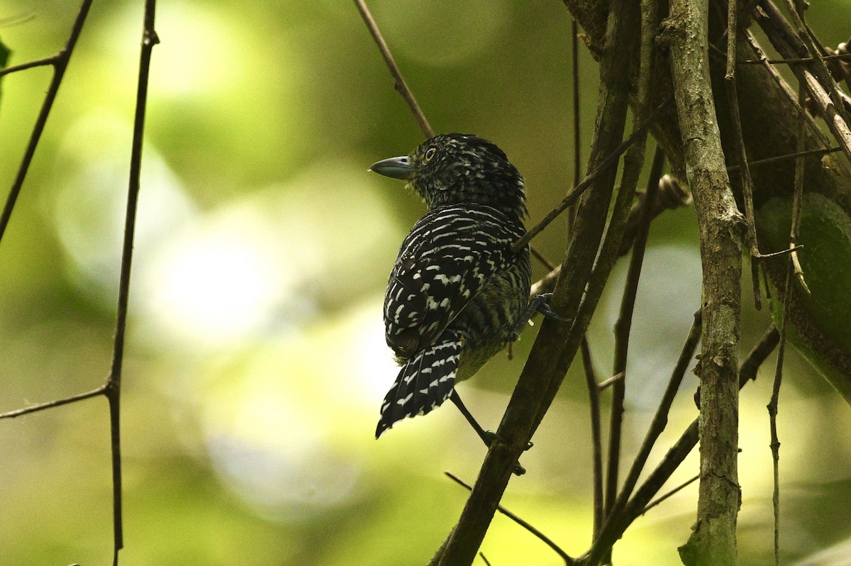Barred Antshrike - ML633701262