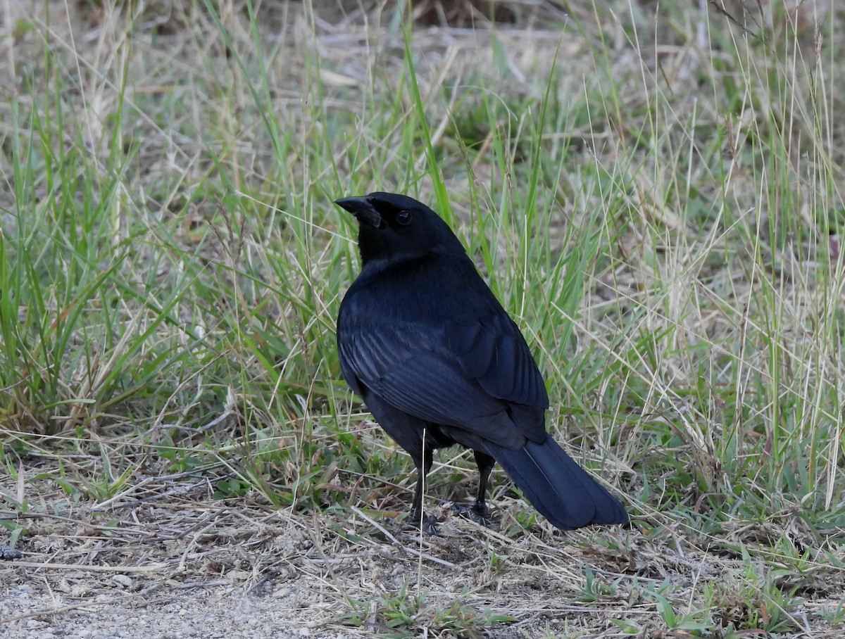 Cuban Blackbird - ML633701269