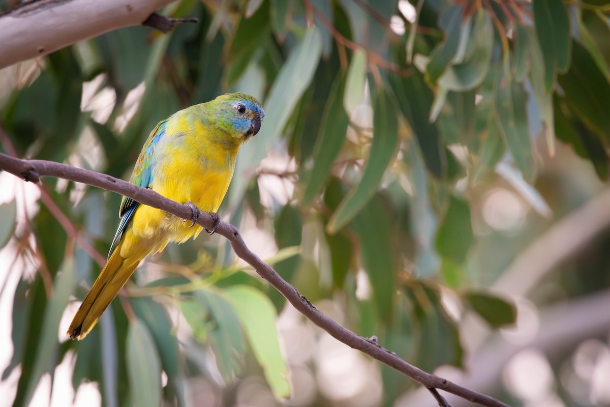 Turquoise Parrot - ML633701273