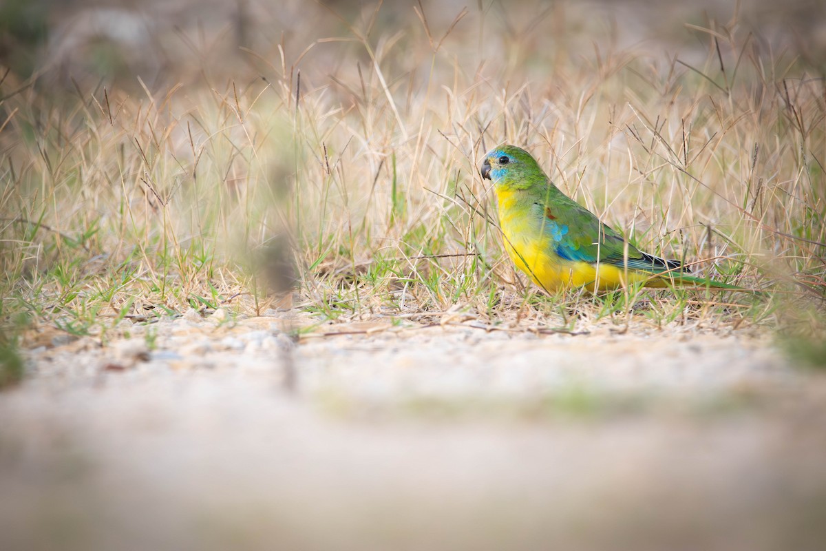 Turquoise Parrot - ML633701274
