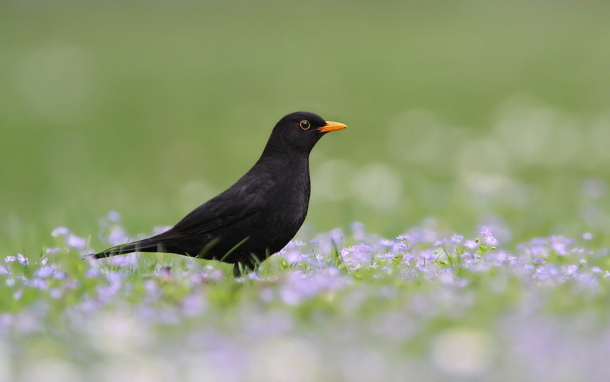 Eurasian Blackbird - ML63370131