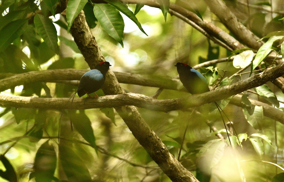 Long-tailed Manakin - ML633701406