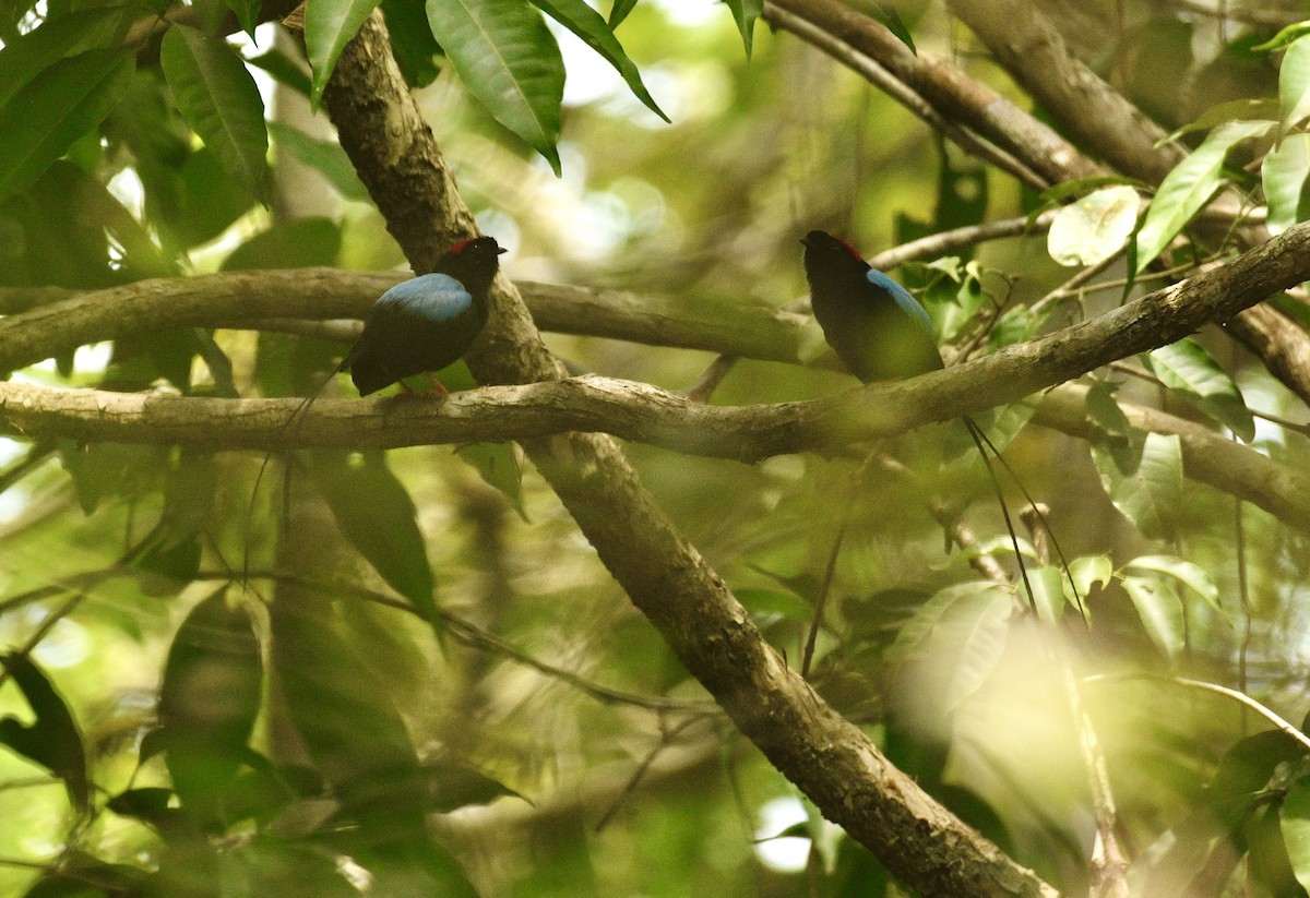 Long-tailed Manakin - ML633701407