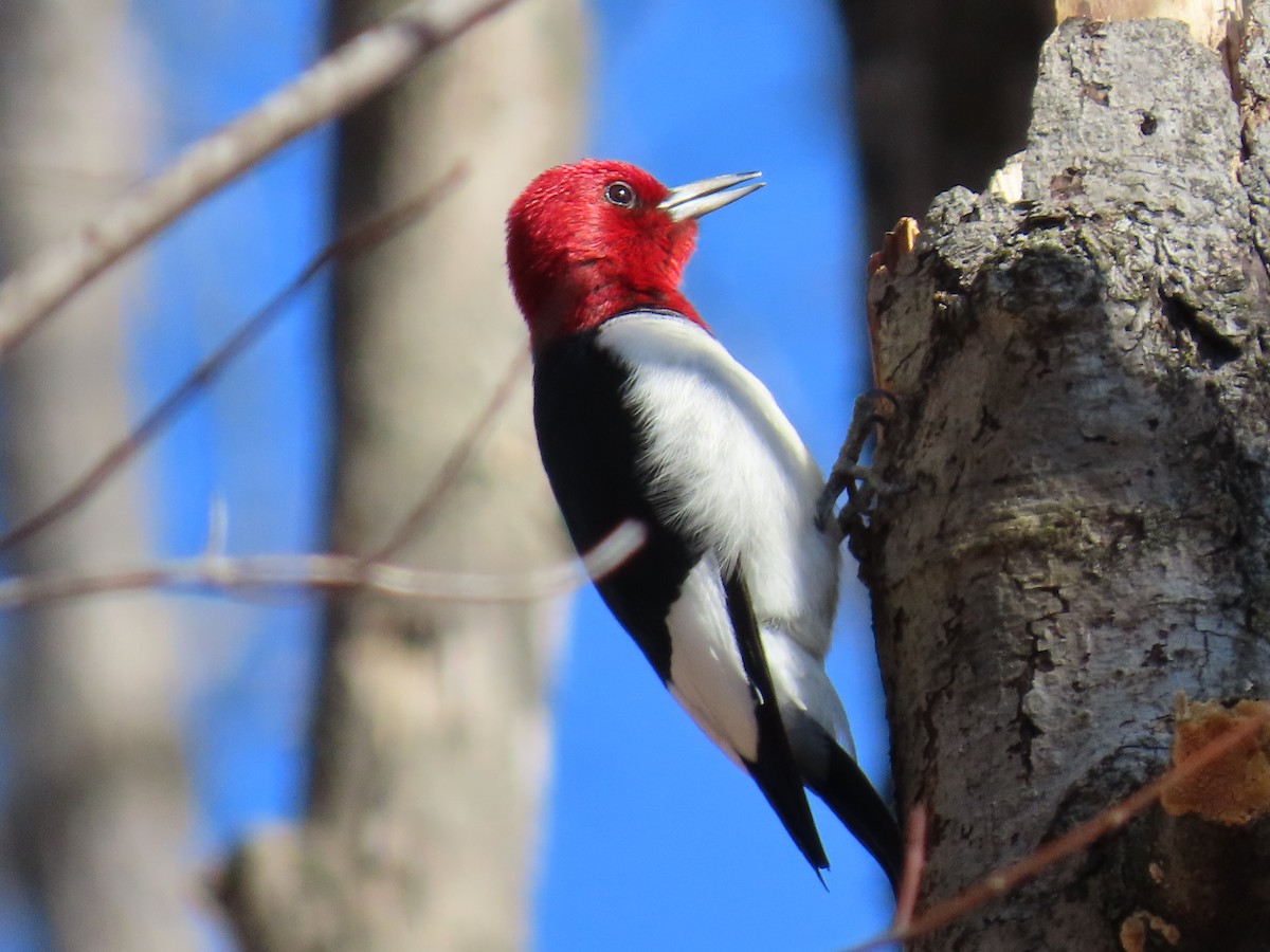 Red-headed Woodpecker - ML633701680