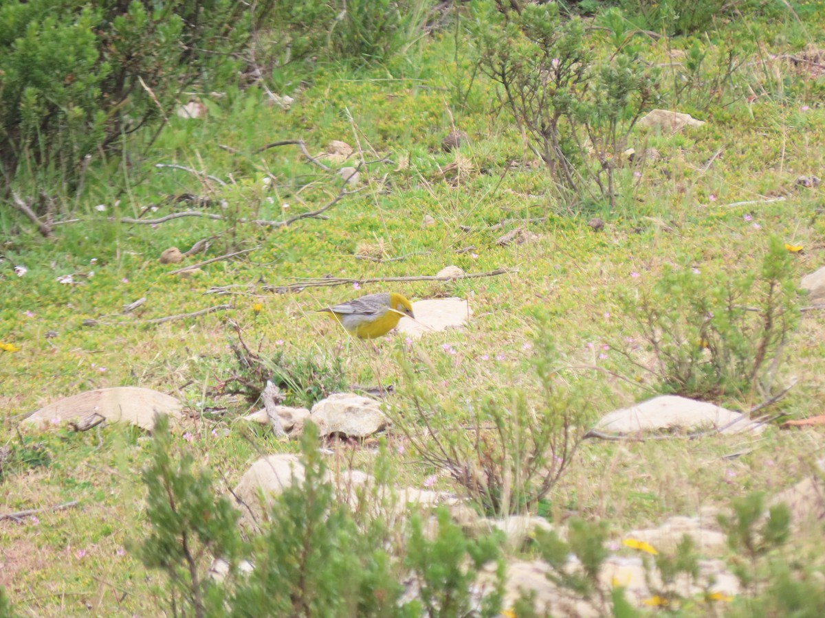 Bright-rumped Yellow-Finch - ML633701714