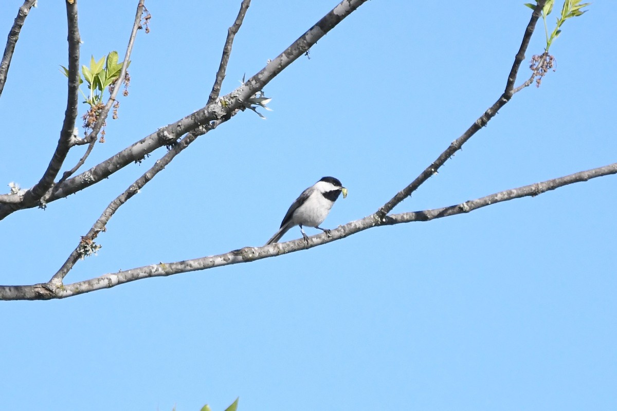 Carolina Chickadee - ML633701782