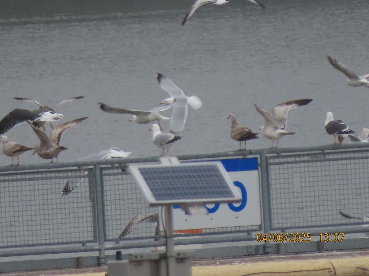 American Herring Gull - ML633701858