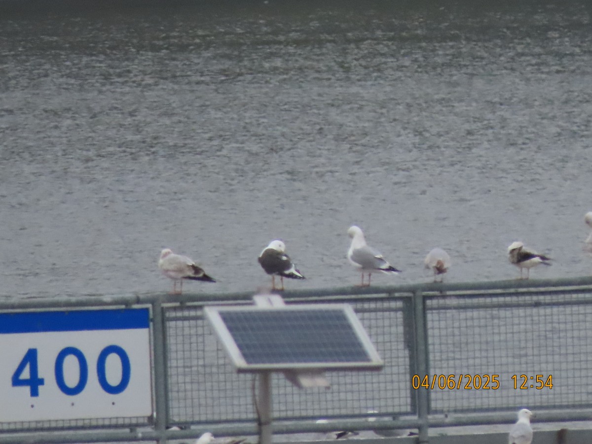 Lesser Black-backed Gull - ML633701867