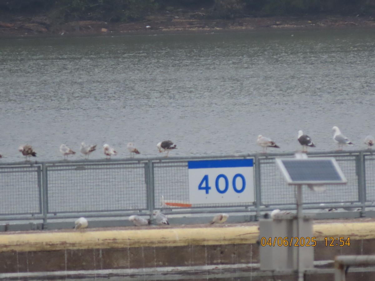 Lesser Black-backed Gull - ML633701868
