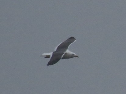 Lesser Black-backed Gull - ML633701869