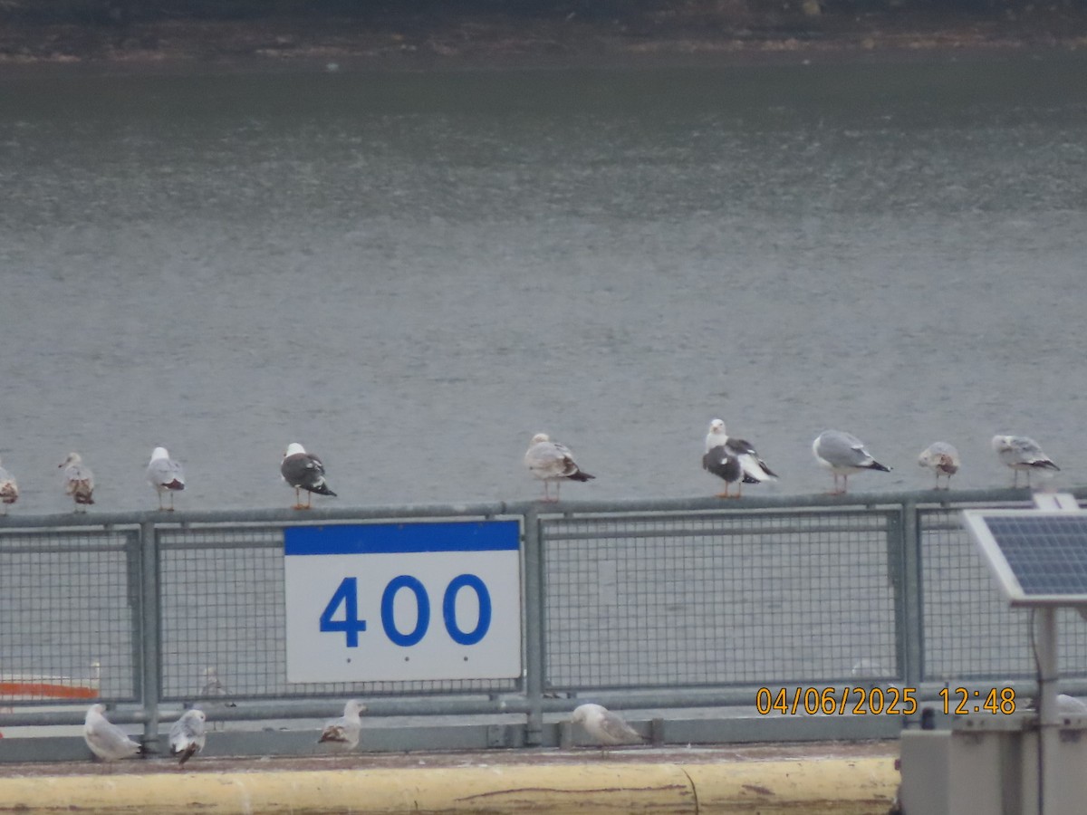Lesser Black-backed Gull - ML633701870