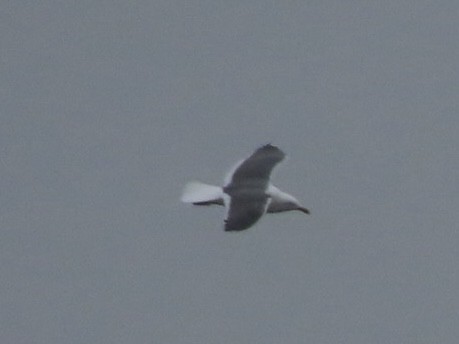 Lesser Black-backed Gull - ML633701871
