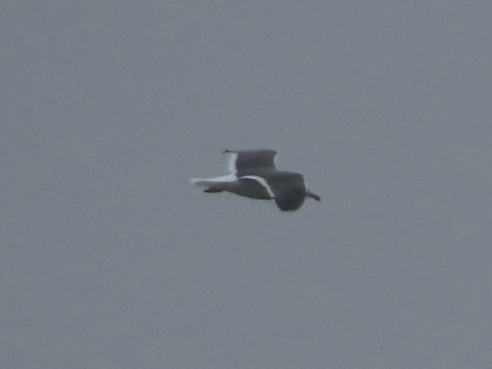 Lesser Black-backed Gull - ML633701872
