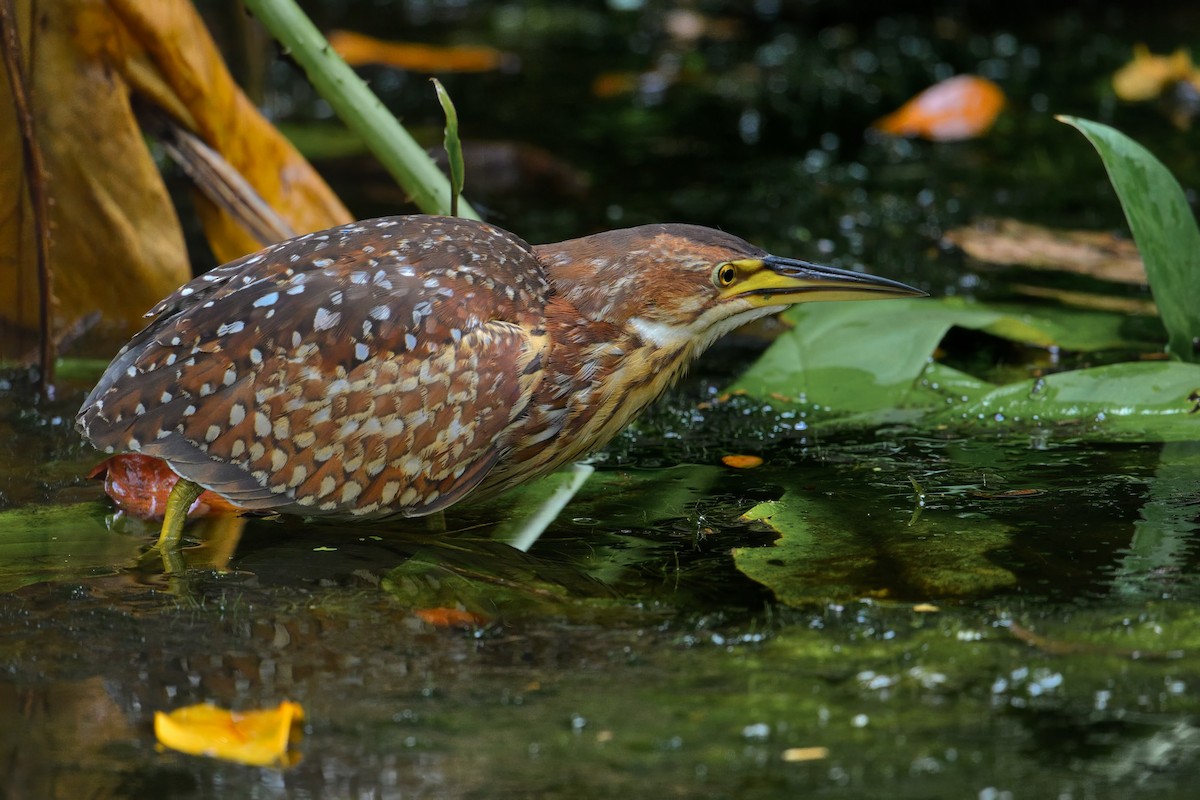 Schrenck's Bittern - ML633701950