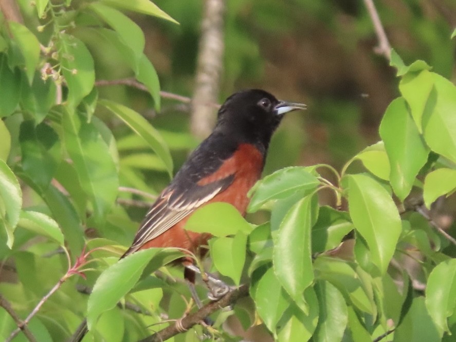 Orchard Oriole - ML633701998