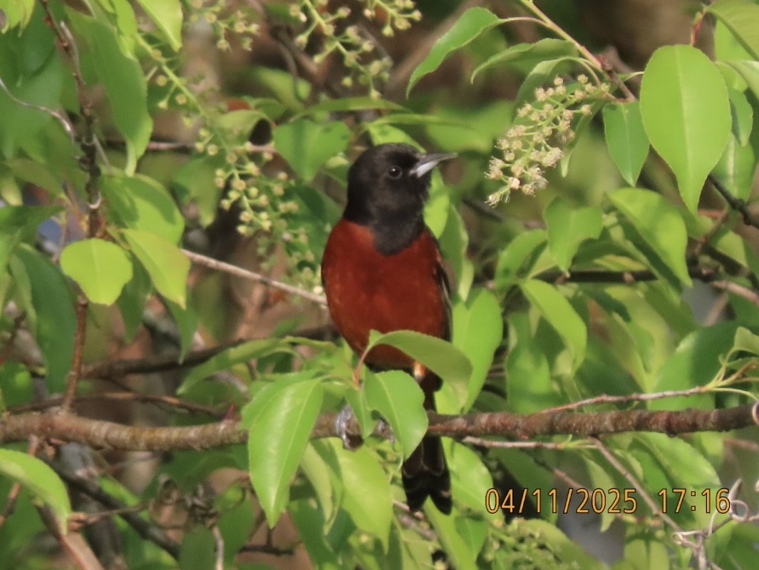 Orchard Oriole - ML633702000