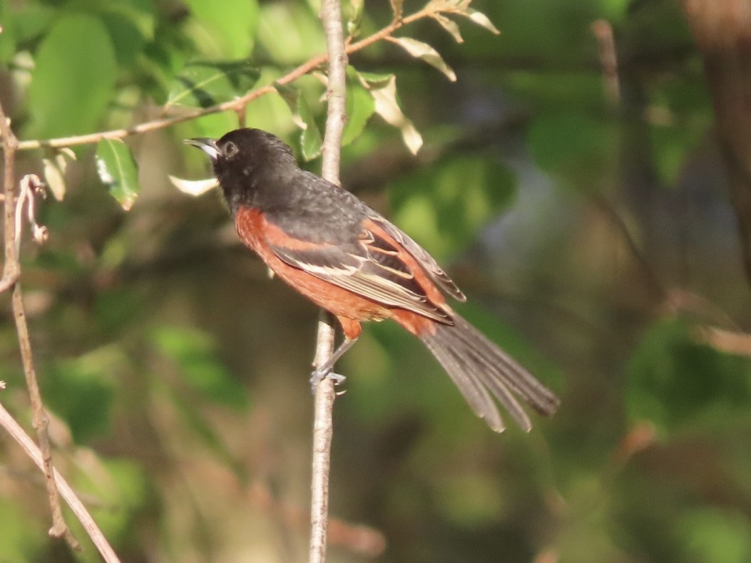 Orchard Oriole - ML633702001