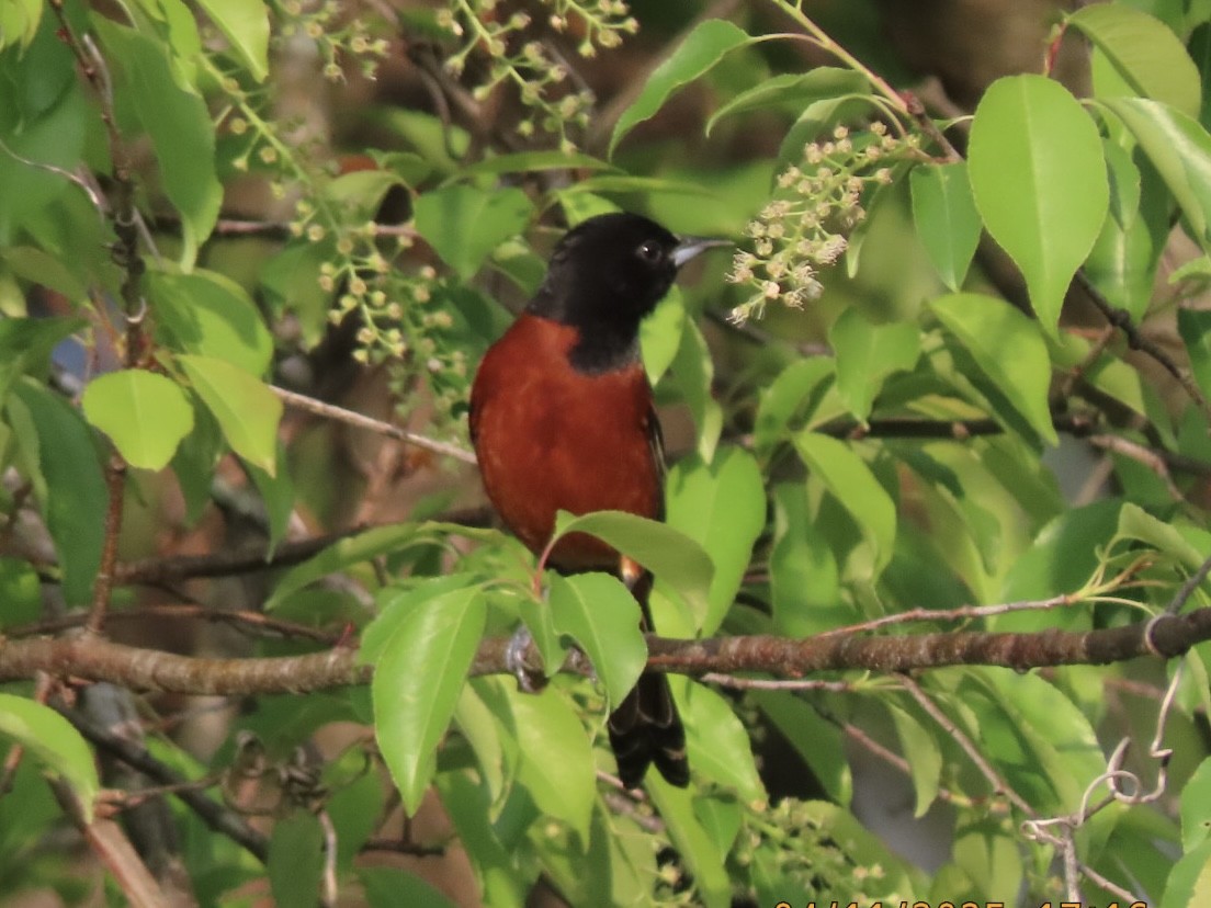 Orchard Oriole - ML633702002