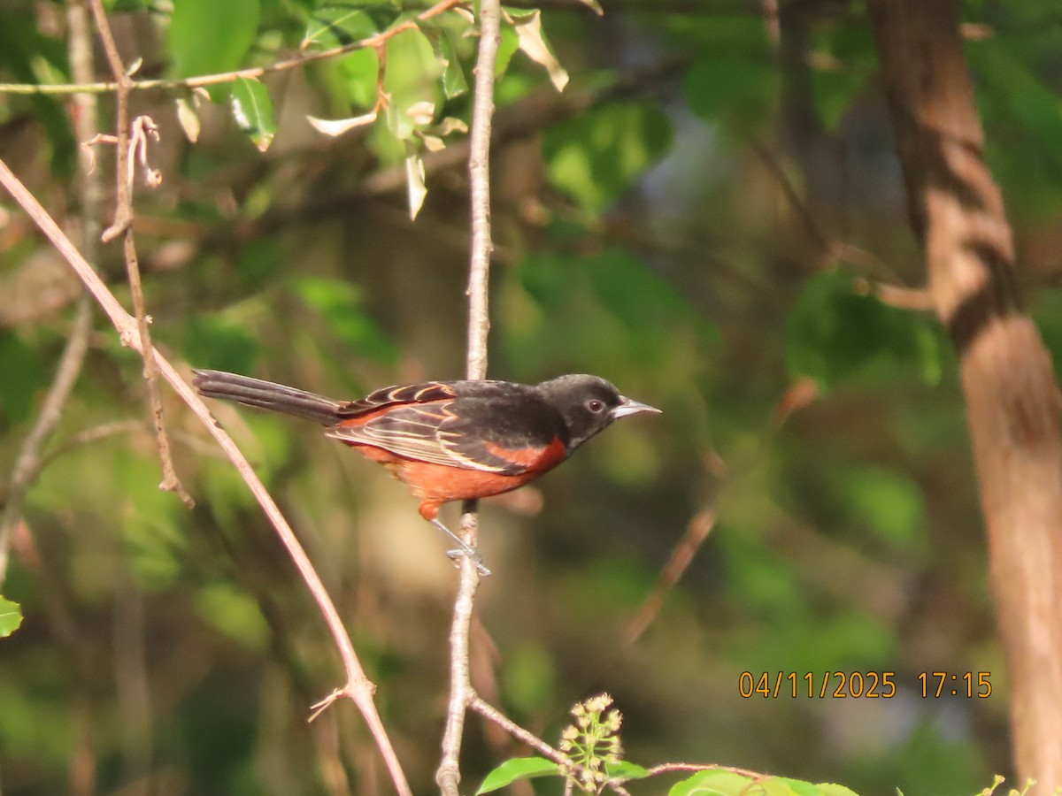 Orchard Oriole - ML633702003