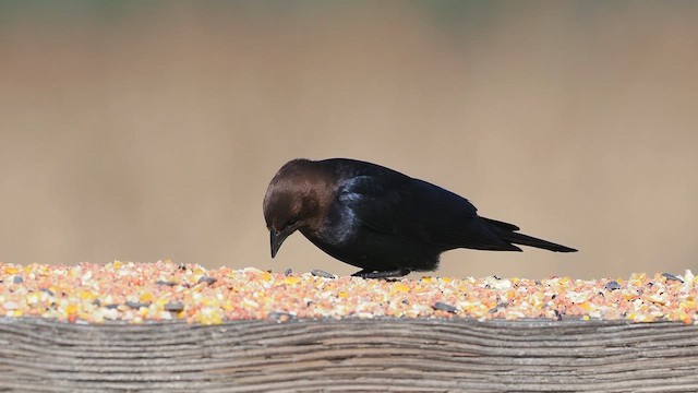 Brown-headed Cowbird - ML633702116