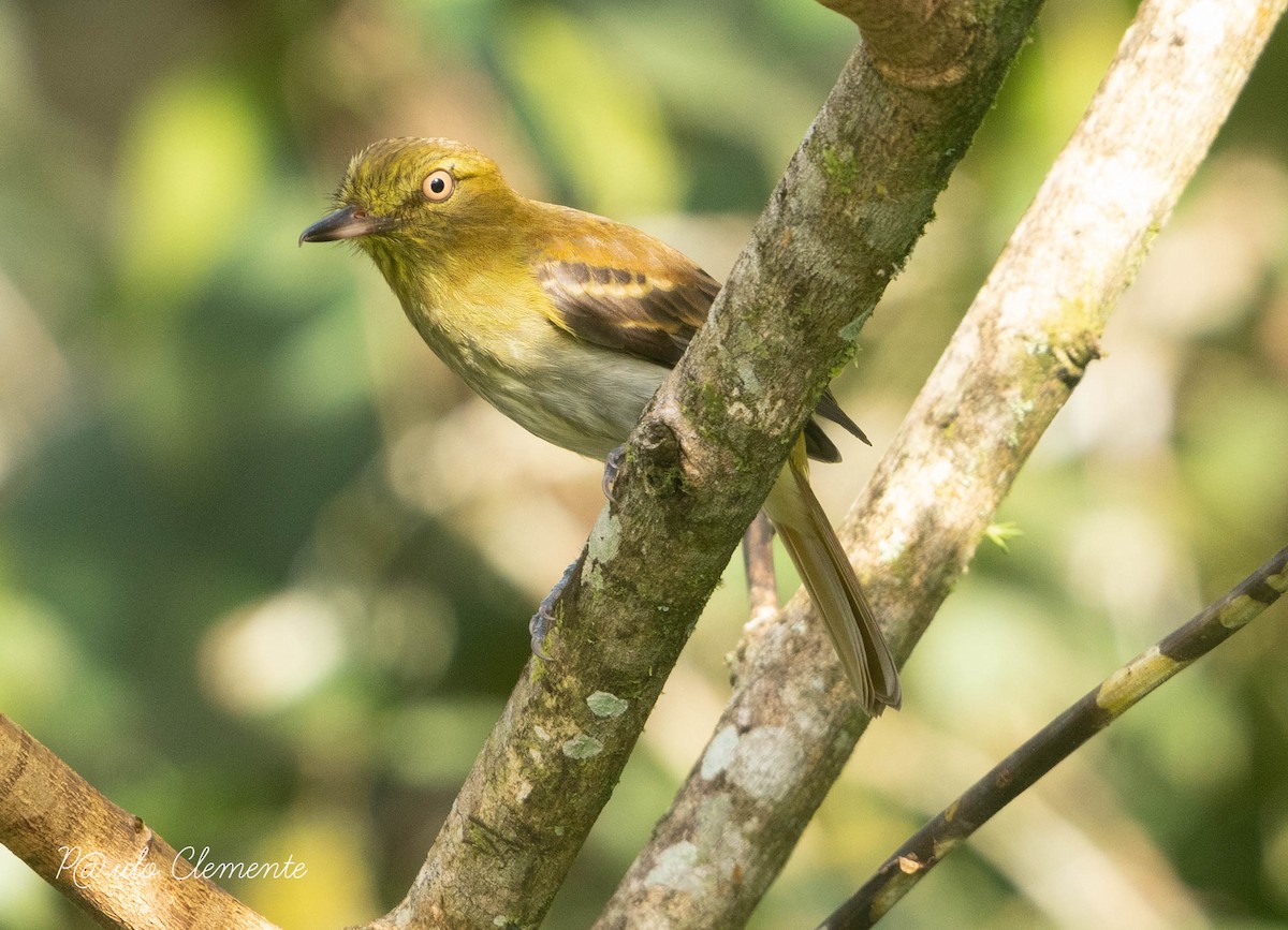 Bright-rumped Attila - ML633702436