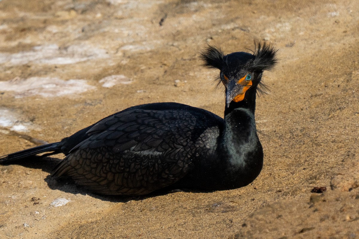 Double-crested Cormorant - ML633702526