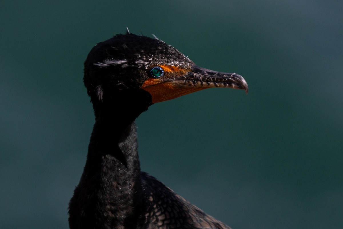 Double-crested Cormorant - ML633702593