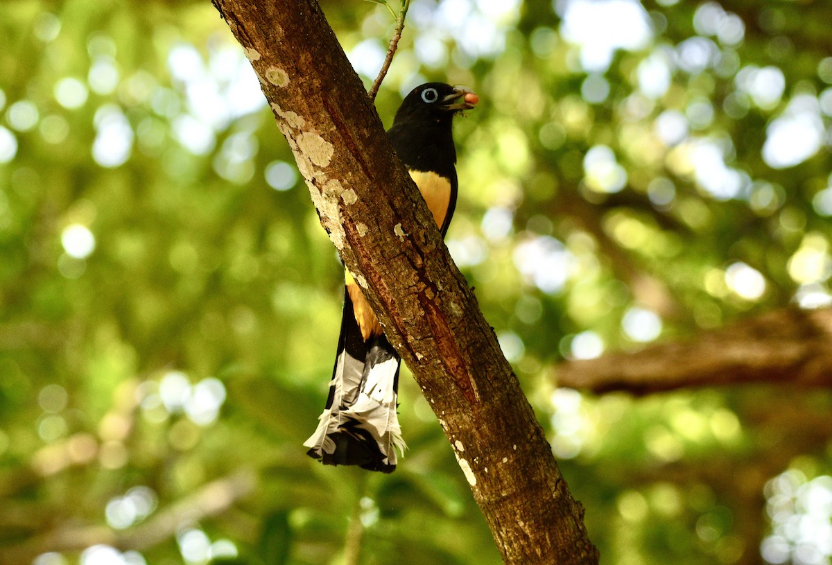 Black-headed Trogon - ML633702645