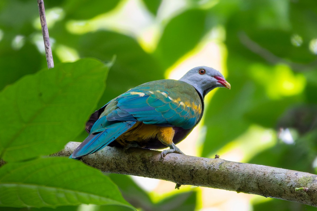 Wompoo Fruit-Dove - ML633702700