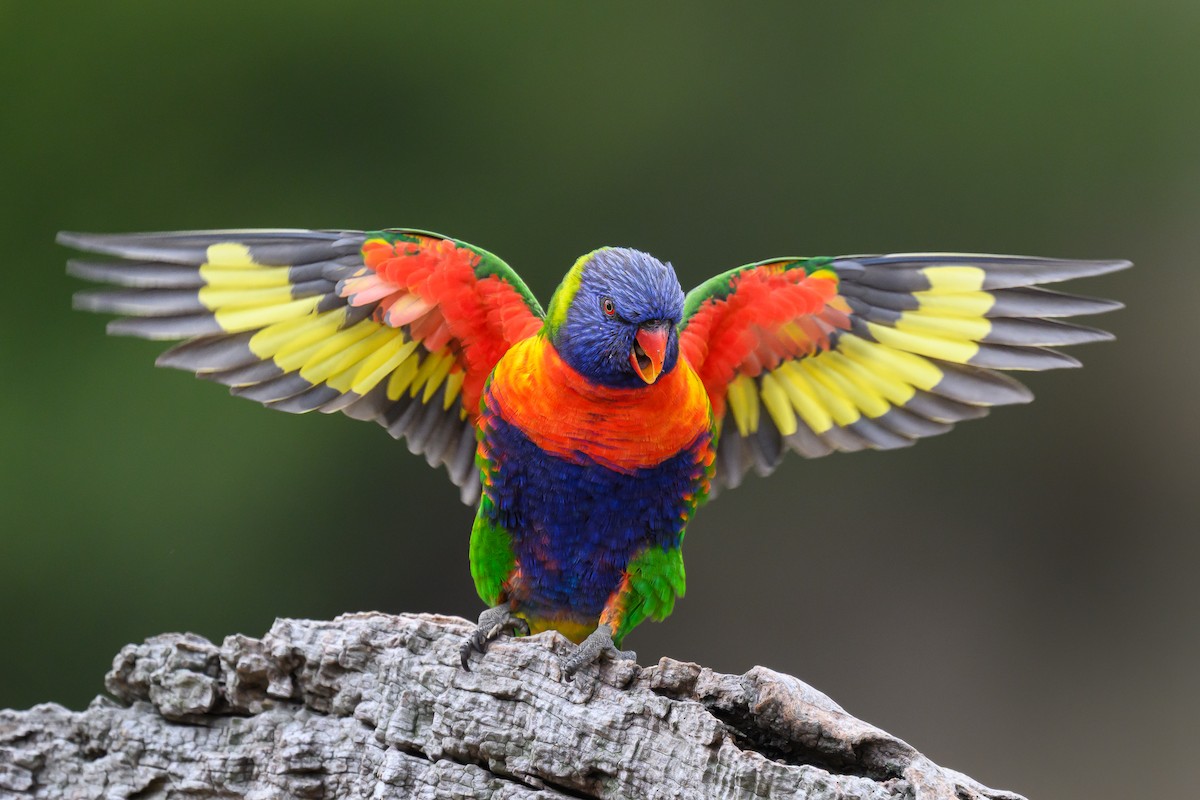 Rainbow Lorikeet - ML633702775