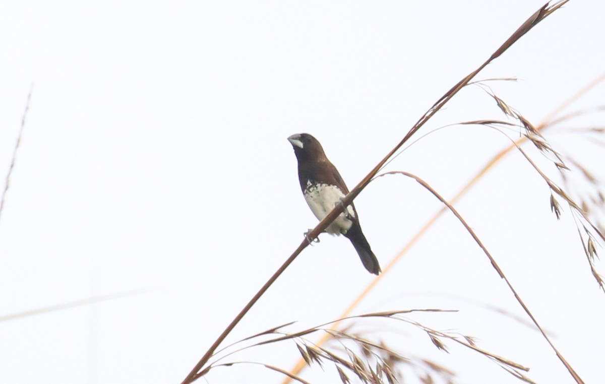 White-bellied Munia - ML633702845