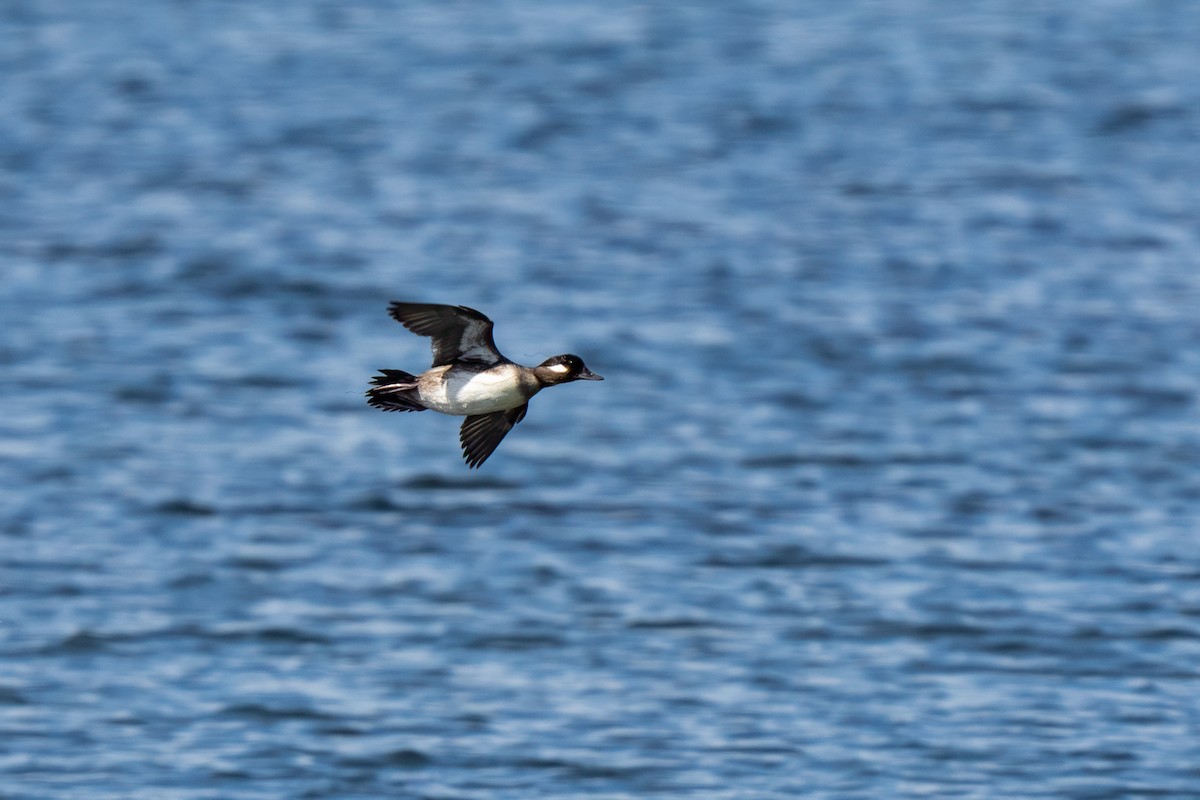 Bufflehead - ML633703282