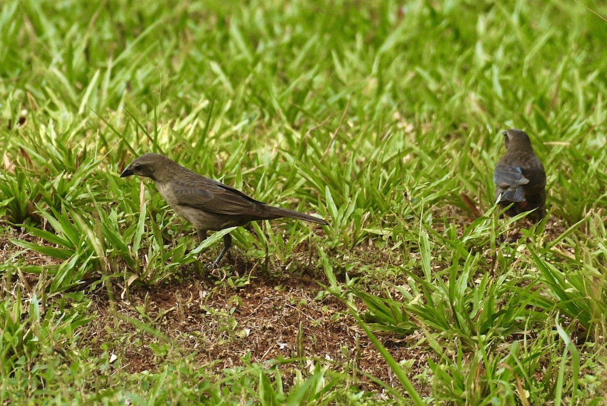 Shiny Cowbird - ML633703407
