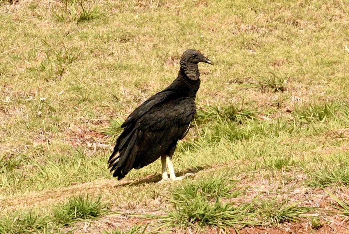 Black Vulture - ML633703440