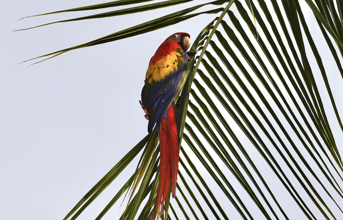 Scarlet Macaw - ML633703490