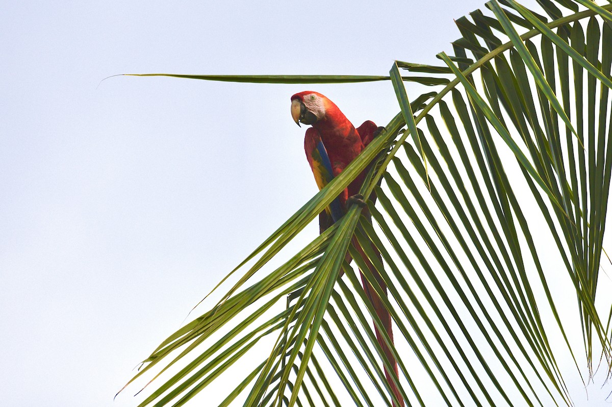 Scarlet Macaw - ML633703491