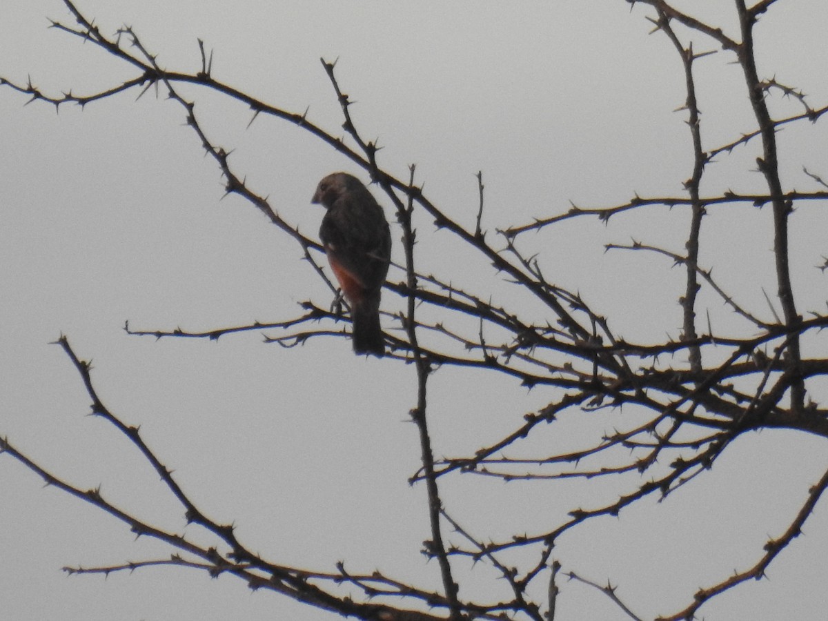 Dark-throated Seedeater - ML633703614