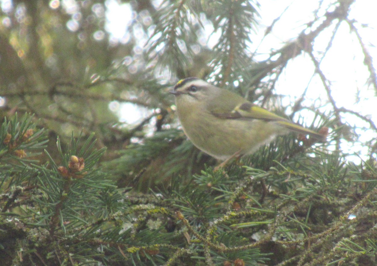 Roitelet à couronne dorée - ML633703624