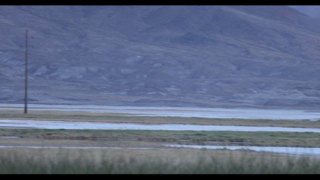 アメリカハイイロチュウヒ - ML633703638