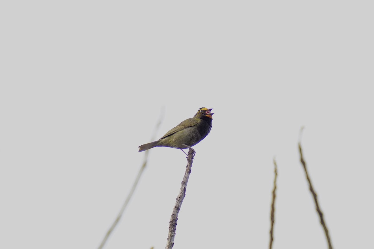 Yellow-faced Grassquit - ML633703653