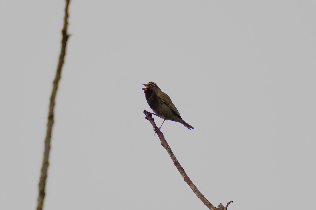 Yellow-faced Grassquit - ML633703654
