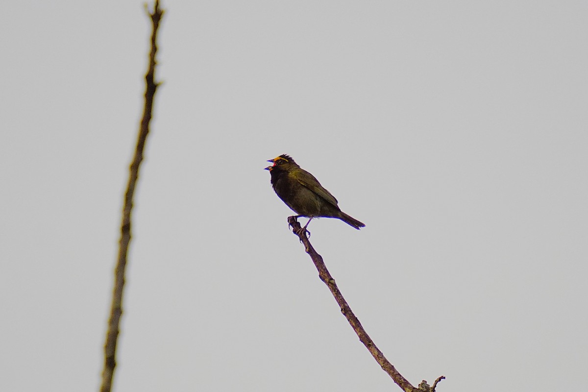 Yellow-faced Grassquit - ML633703655