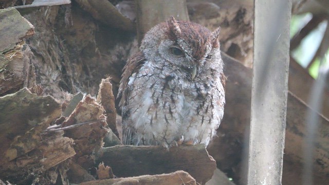 Eastern Screech-Owl - ML633703726