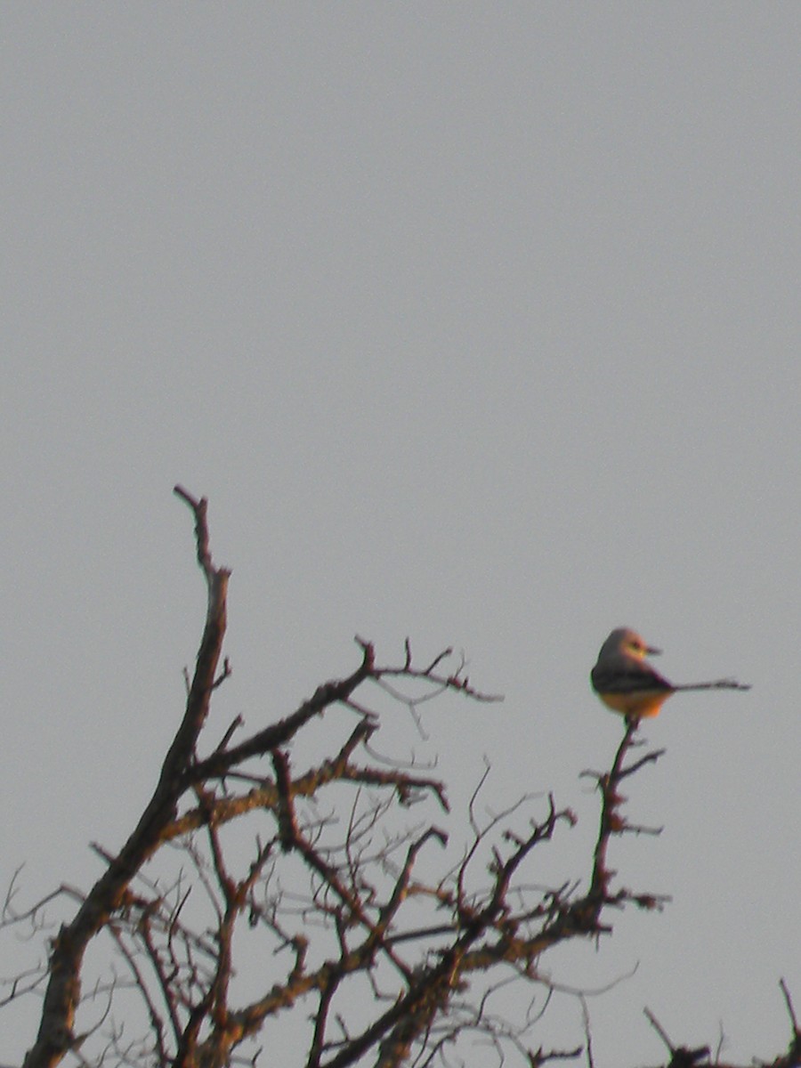 Scissor-tailed Flycatcher - ML633703744