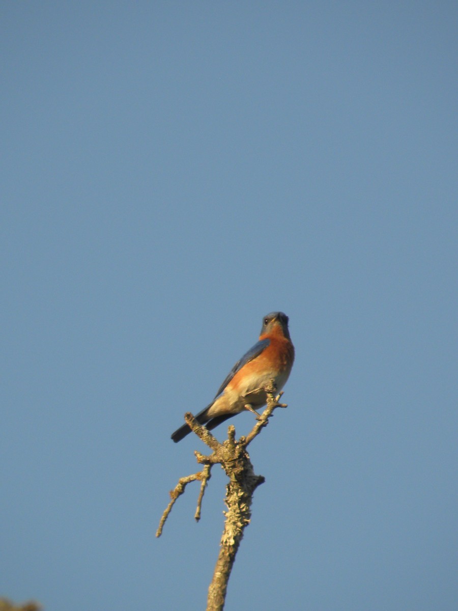 Eastern Bluebird - ML633703756