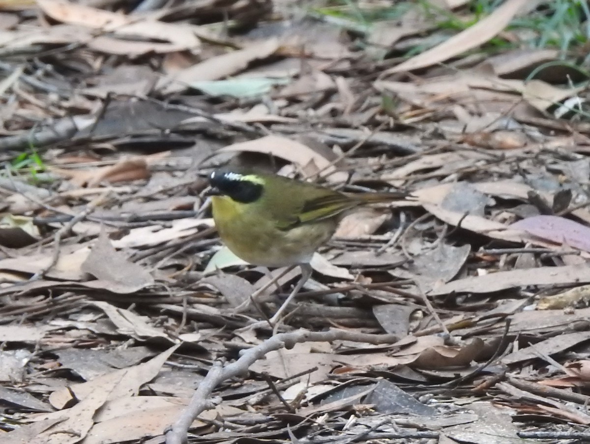 Yellow-throated Scrubwren - ML633703816