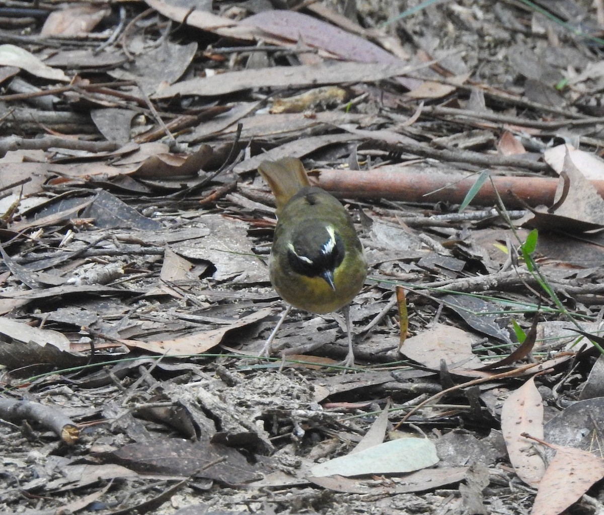 Yellow-throated Scrubwren - ML633703817