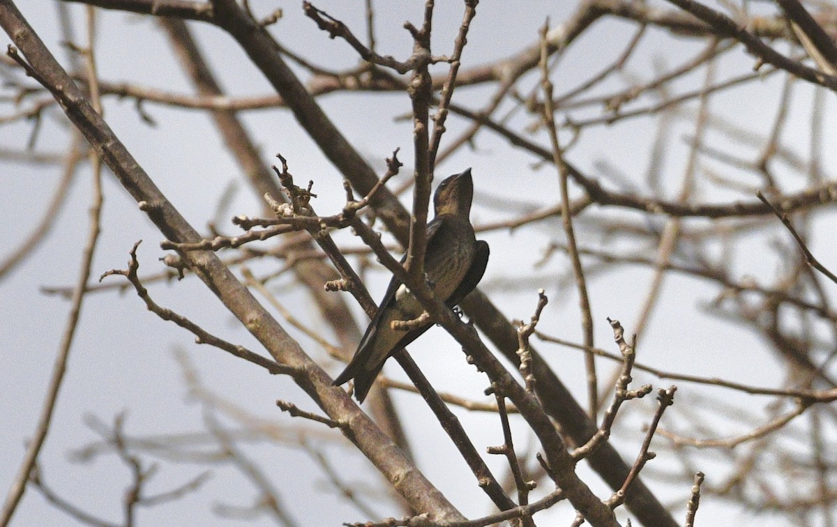 Gray-breasted Martin - ML633703847