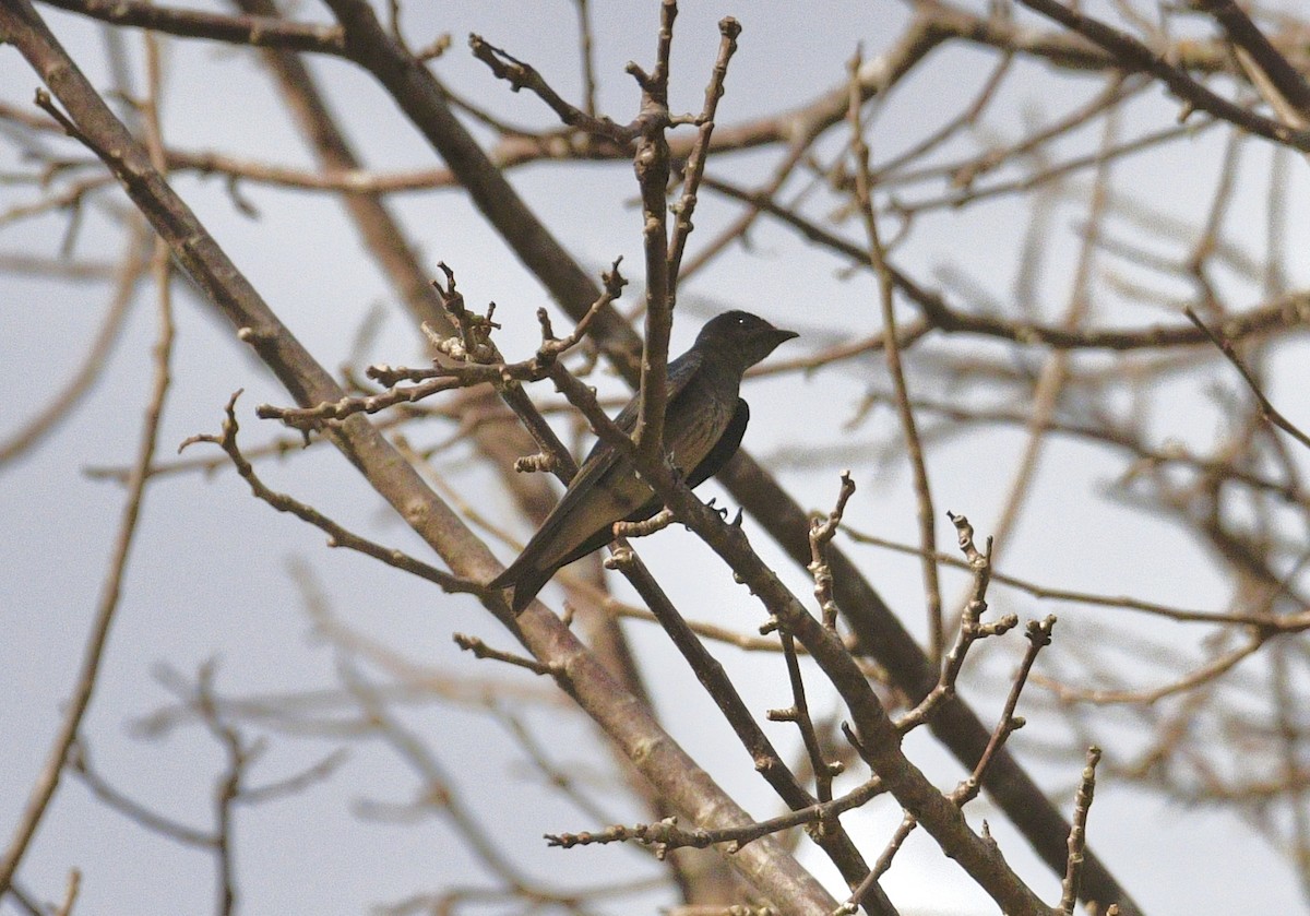 Gray-breasted Martin - ML633703848